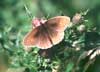 meadow brown